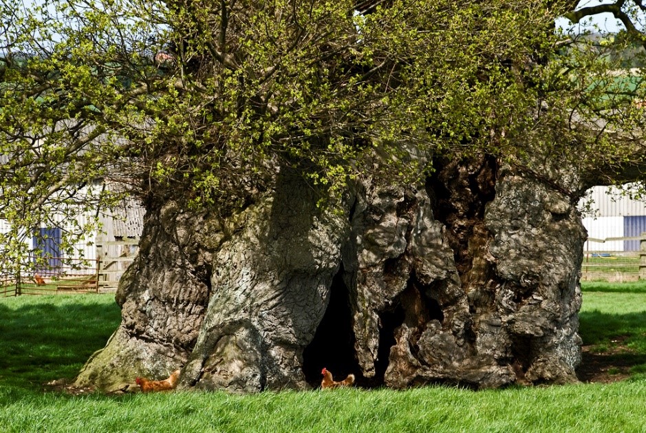 the-uk-s-oldest-trees-the-magazine