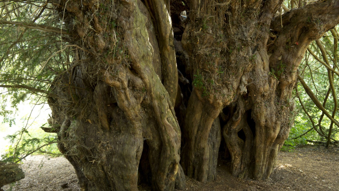 the-uk-s-oldest-trees-the-magazine