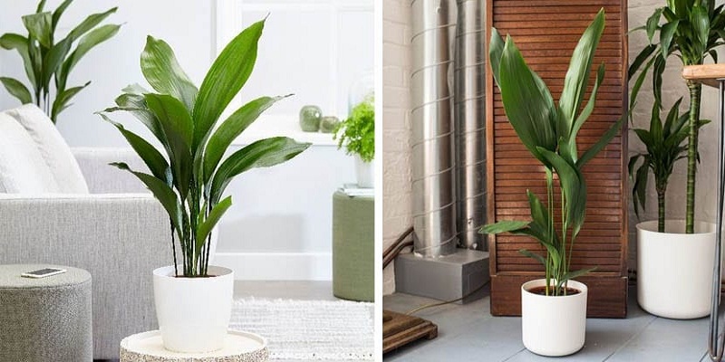 easy indoor plants