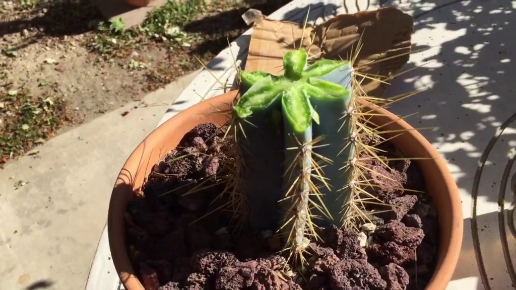 How to revive a cactus