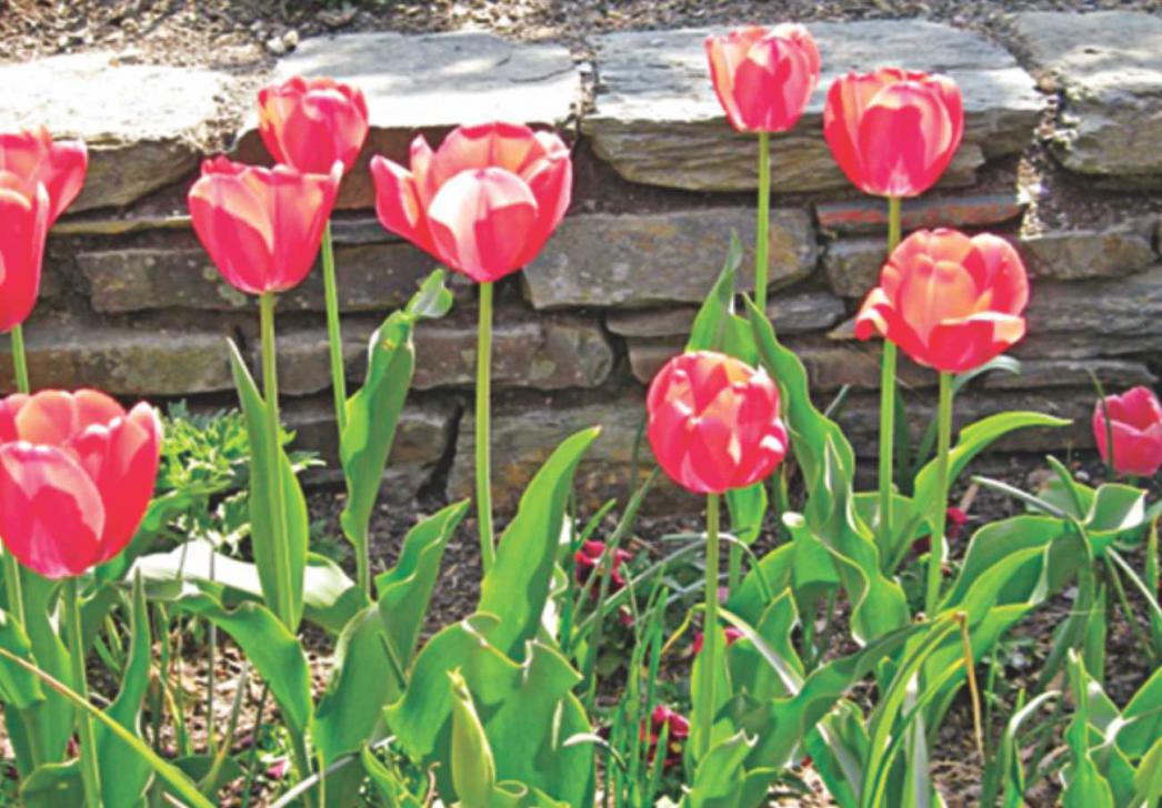 When to plant tulips