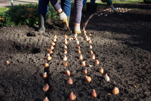 When to plant tulips