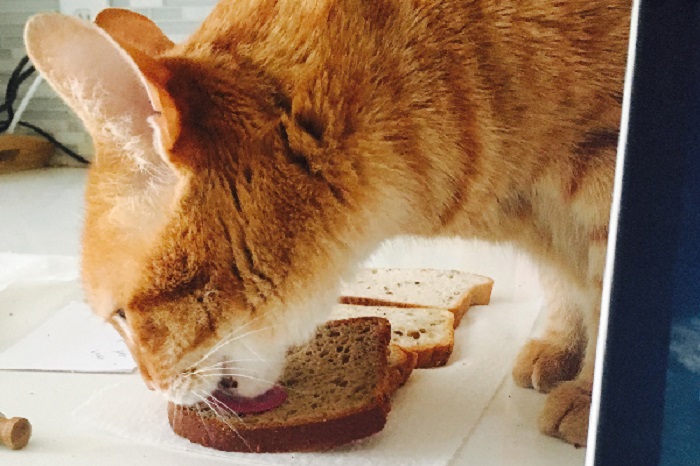 can cats eat bread