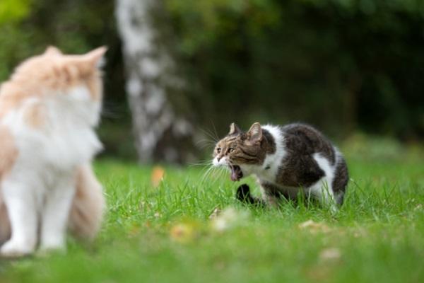 cat vomiting yellow treatment