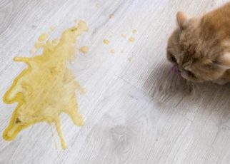 cat vomiting yellow treatment