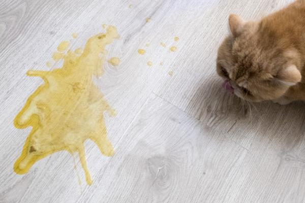 cat vomiting yellow treatment
