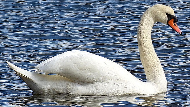 WHAT DO SWANS EAT