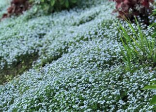 Blue Star Creeper Care Tips: How to Grow Blue Star Creeper