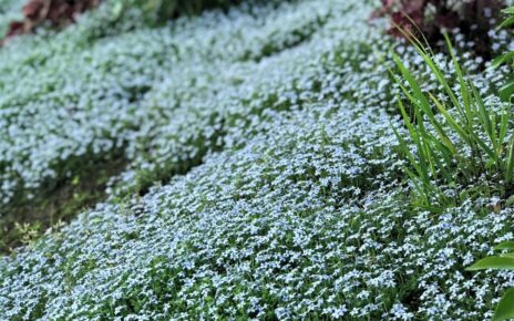 Blue Star Creeper Care Tips: How to Grow Blue Star Creeper