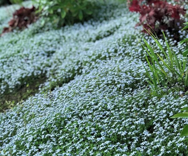Blue Star Creeper Care Tips: How to Grow Blue Star Creeper