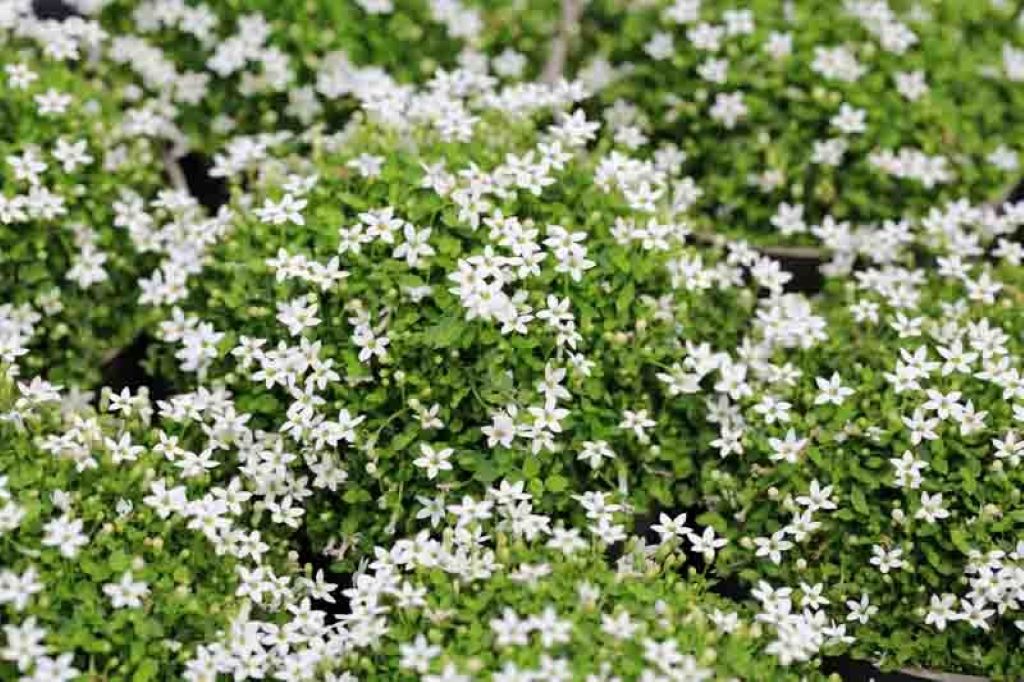 How to Plant, Grow, and Care for Blue Star Creeper