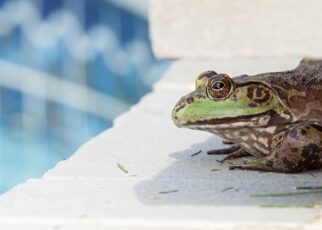 Frog sitting near a backyard pool with a net and pool cover used to keep frogs out