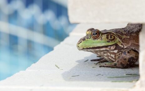 Frog sitting near a backyard pool with a net and pool cover used to keep frogs out