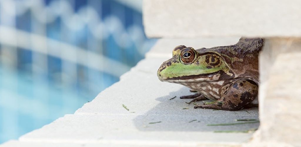 Frog sitting near a backyard pool with a net and pool cover used to keep frogs out