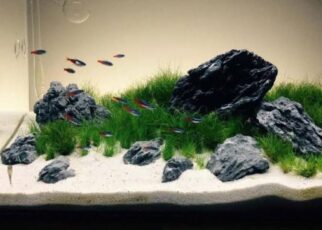 Affordable aquarium sand substrate for a freshwater fish tank