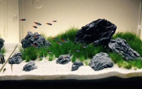 Affordable aquarium sand substrate for a freshwater fish tank