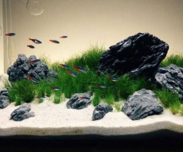 Affordable aquarium sand substrate for a freshwater fish tank
