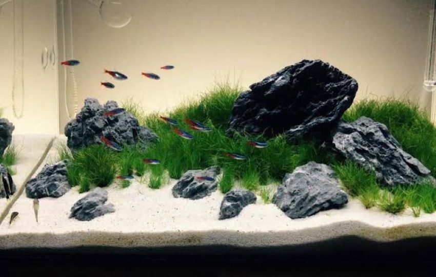 Affordable aquarium sand substrate for a freshwater fish tank
