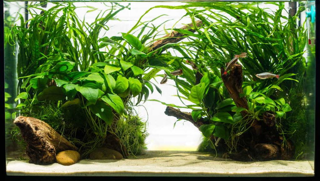 Comparing aquarium sand types for healthy fish and aquatic plants