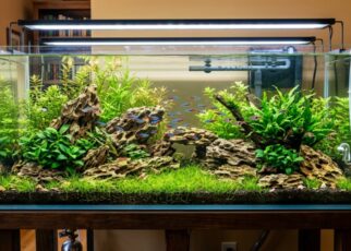Vibrant freshwater aquarium featuring stacked budget rocks and lush aquatic plants.
